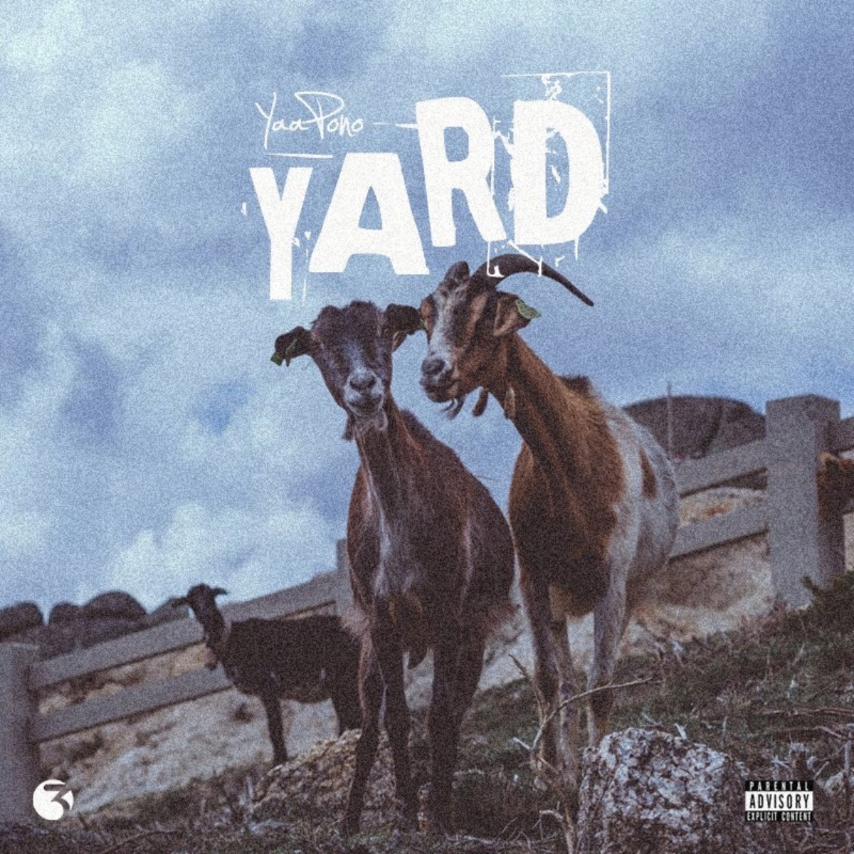 Yard by Yaa Pono