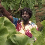 Pure Akan
